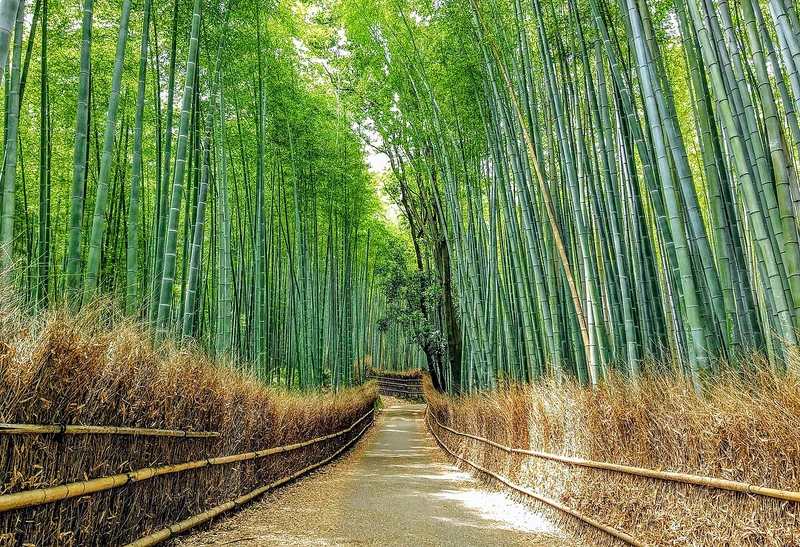 Arashiyama i Złoty Pawilon