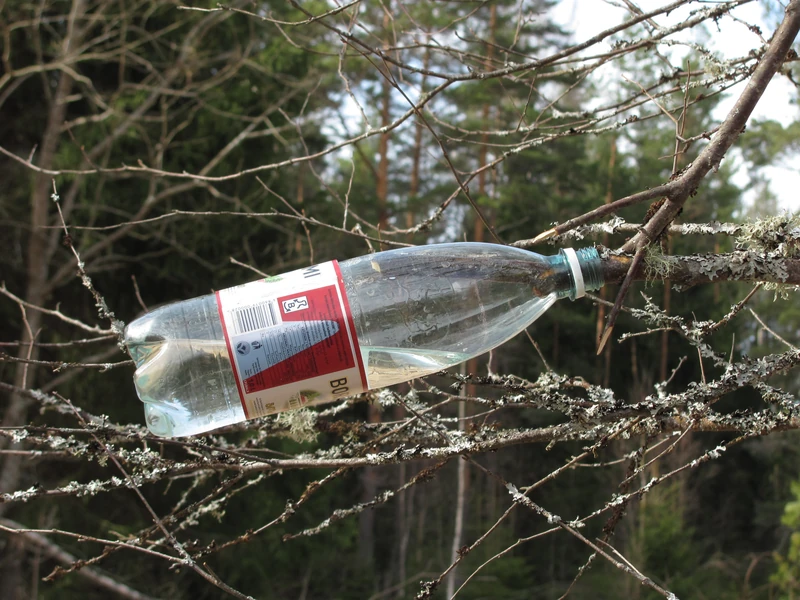 Sula (sok brzozowy)