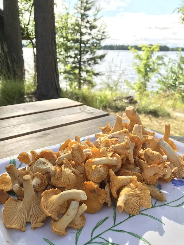Sienimuhennos (duszone grzyby)