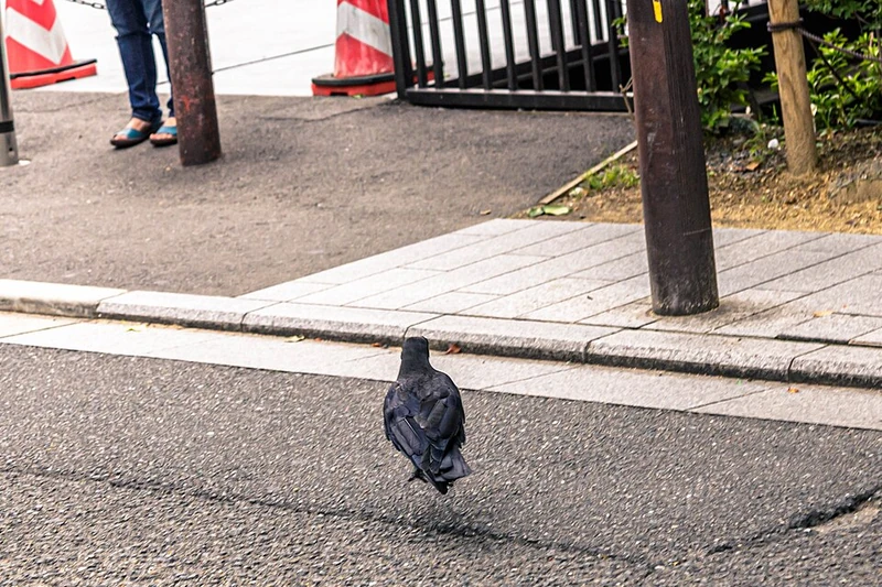 Kiyamachi-dori - zachód słońca przy kanale